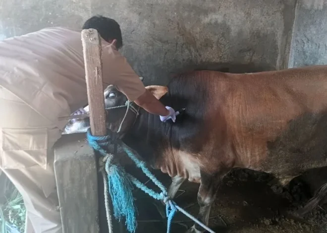 Penyakit Hewan Hantui Peternakan Kota Yogyakarta Jelang Iduladha 2026, Pemeriksaan Intensif Digencarkan