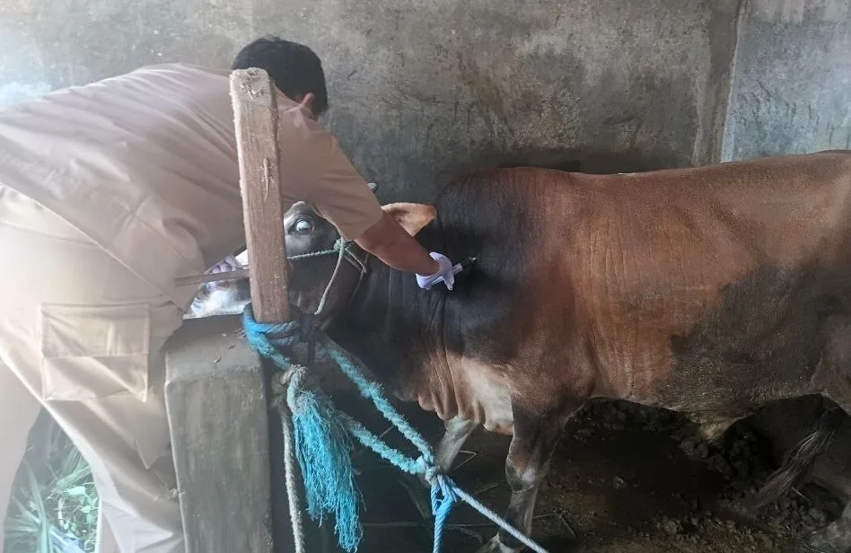 Penyakit Hewan Hantui Peternakan Kota Yogyakarta Jelang Iduladha 2026, Pemeriksaan Intensif Digencarkan