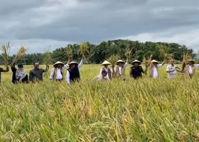 Panen Raya Bridantara 8 Pecahkan Rekor Produktivitas Padi Bantul, Capai 11,6 Ton per Hektare